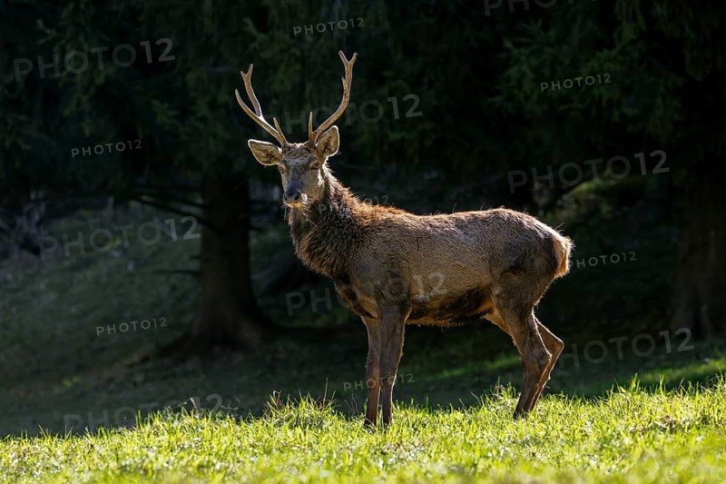 Scruffy red deer (Cervus elaphus) stag in grassland at edge of forest moulting into its red summer coat during the spring moult
