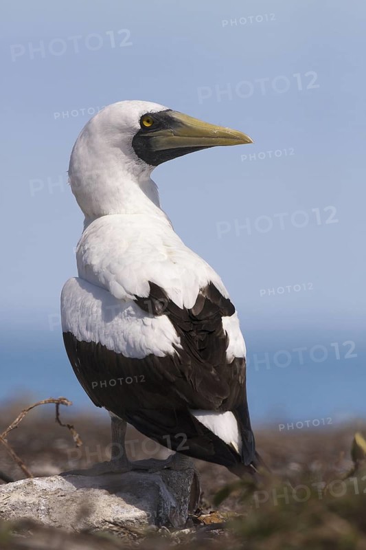 Masked Booby (Sula dactylatra), Bahia, Brazil