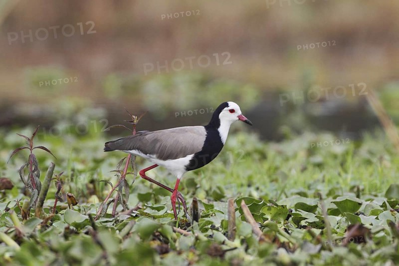 Long-toed Lapwing (Vanellus crassirostris), Lake Naivasha, Kenya