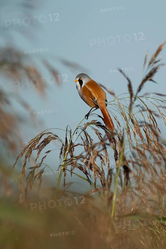 Bearded tit or reedling (Panurus biarmicus) adult male bird on a reed seedhead in a reedbed, England, United Kingdom