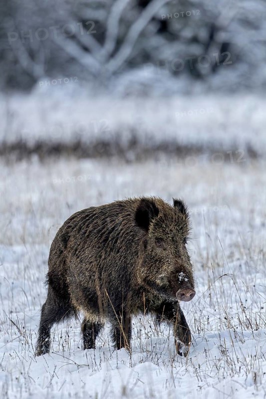 The wild boar boar (Sus scrofa) continues on its way in search of mating females, early winter, winter, snow, cold, rush, mating season, November, Denmark