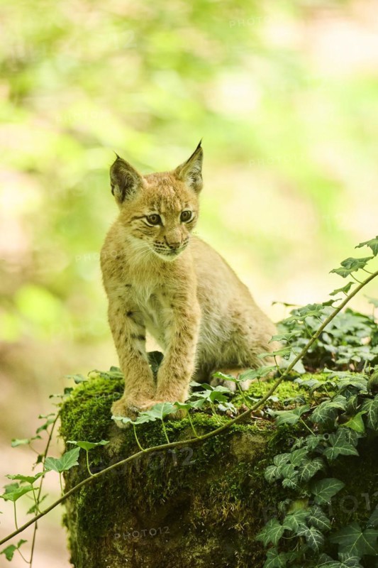 Eurasian lynx (Lynx lynx) youngster sitting in a forest, Bavaria, Germany