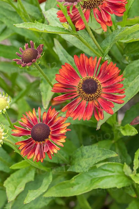 Sunflower (Helenium 'Siesta'), RHS Garden Bridgewater, Great Britain