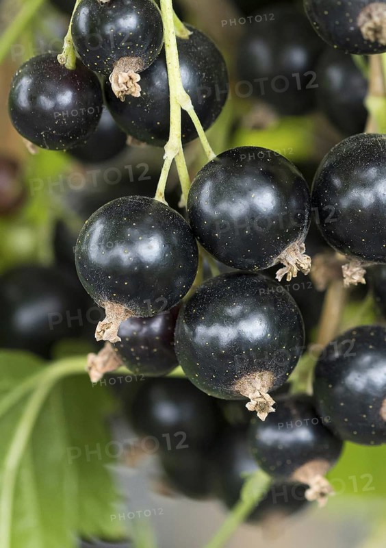 Black currant (Ribes nigrum 'Titania'), BS Sämann, Germany