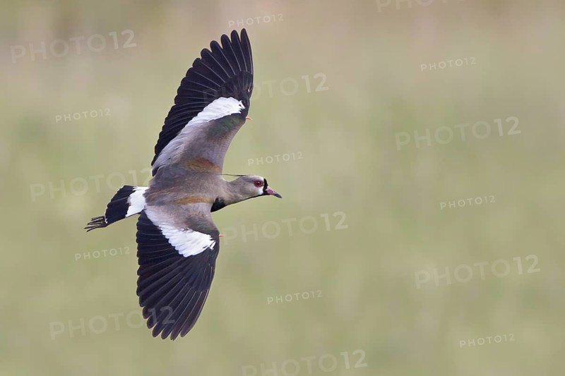 Southern Lapwing (Vanellus chilensis) in flight in Bolivia, South America