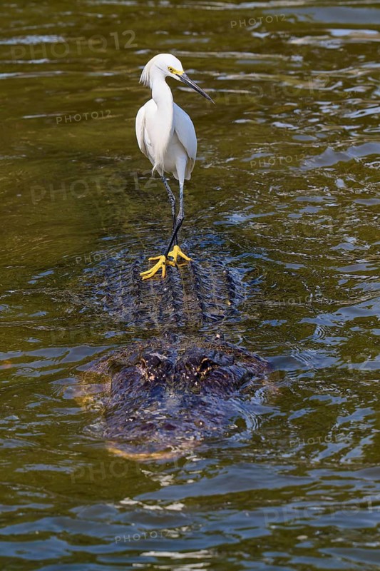 A white bird riding through the water on an alligator, Great Blue Heron (Egretta thula), American Alligator (Alligator mississippiensis), Orlando, Florida, USA