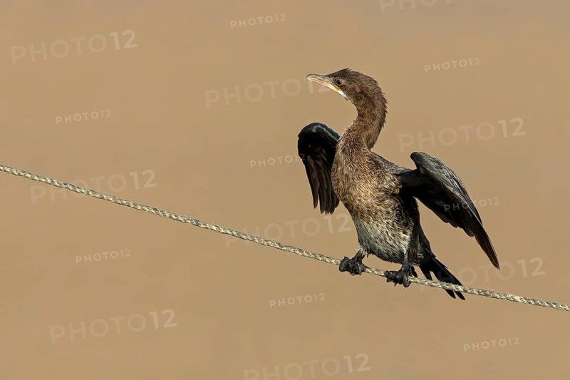 Pygmy Cormorant, (Phalacrocorax pygmeus), animals, birds, cormorant family, perch, rope, dew, Gome Junction Fish Ponds, Hula Valley, Northern District, Israel