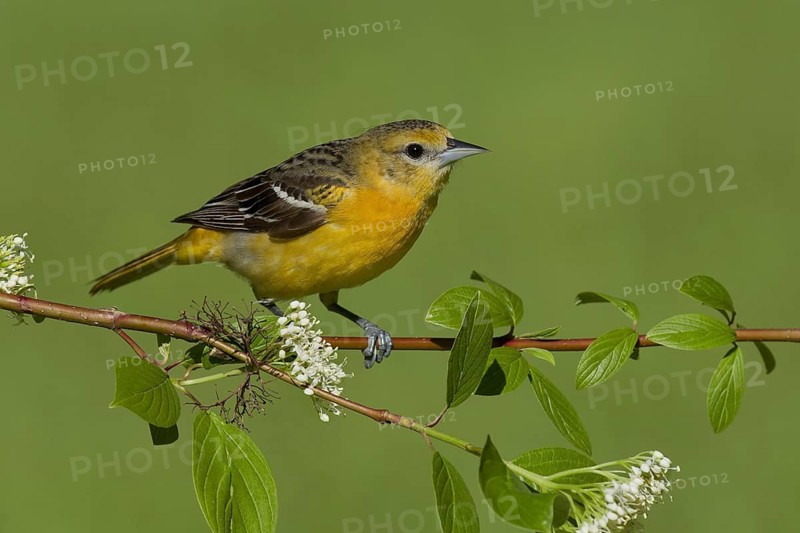 Baltimore Oriole (Icterus galbula) female, Ohio, USA