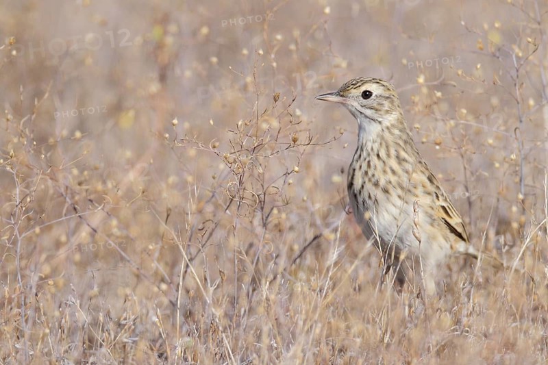 Richard's Pipit (Anthus richardi), Western Australia, Australia
