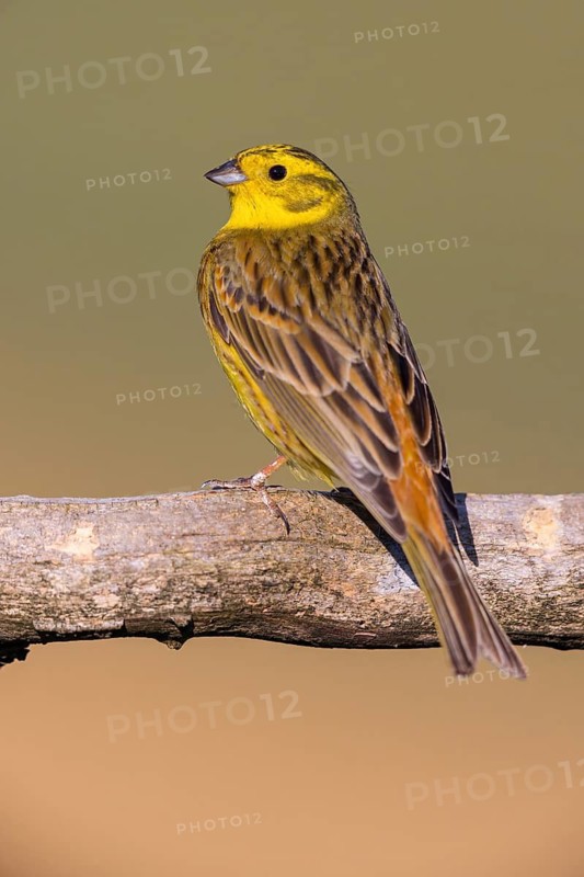 Yellowhammer (Emberiza citrinella) Bruant jaune, Escribano Cerillo, Ast, branch, Ormoz area, Ormoz, Podravska, Slovenia