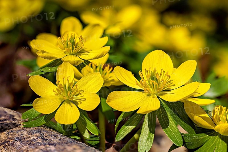 Vivid yellow flowers with detailed leaves, in natural surroundings, Winter aconites in bloom in the spring forest near Jena in Thuringia (Eranthis hyemalis)