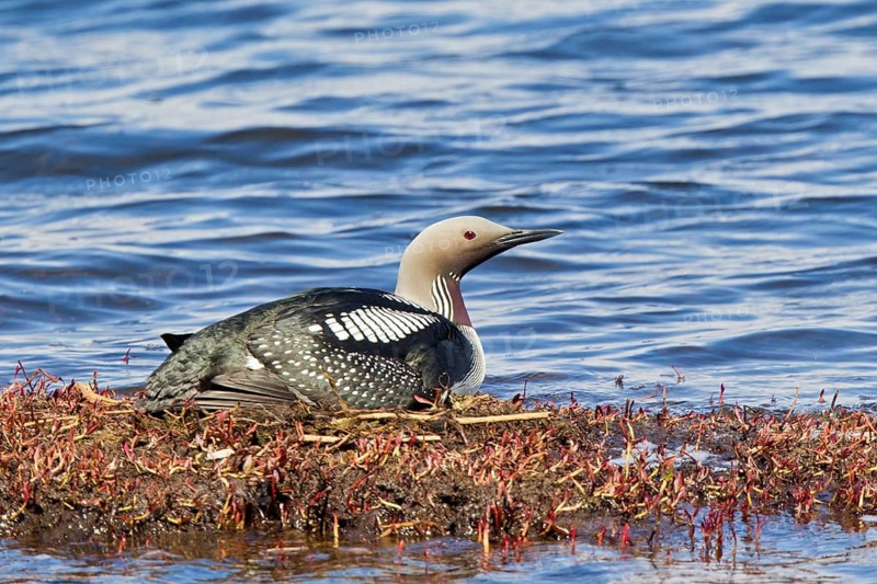 Black-throated Loon (Gavia arctica) incubating eggs on nest, Lake Hovsgol, Mongolia