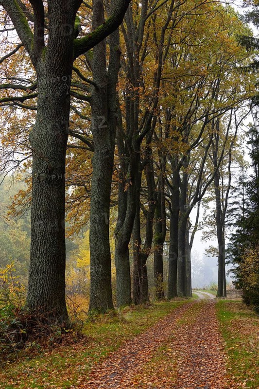 Oak avenue with morning mist in autumn, Gmünd, Waldviertel, Lower Austria, Austria