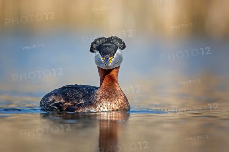 Red-necked Grebe (Podiceps grisegena), Saxony-Anhalt, Germany