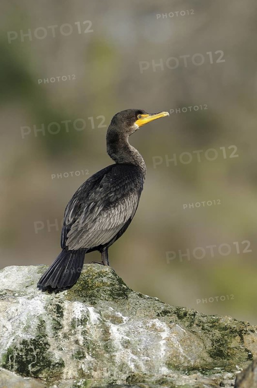 Double-crested Cormorant (Phalacrocorax auritus), British Columbia, Canada