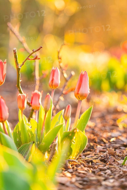 Tulips in a flower bed in the warm spring sunlight