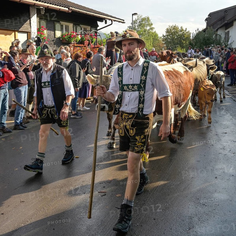 16. 09. 2022. Almabtrieb, cattle seperation in Thalkirchdorf, Markt Oberstaufen, Allgäu, Bavaria, Germany