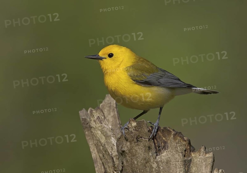 Prothonotary Warbler (Protonotaria citrea), Ohio, USA
