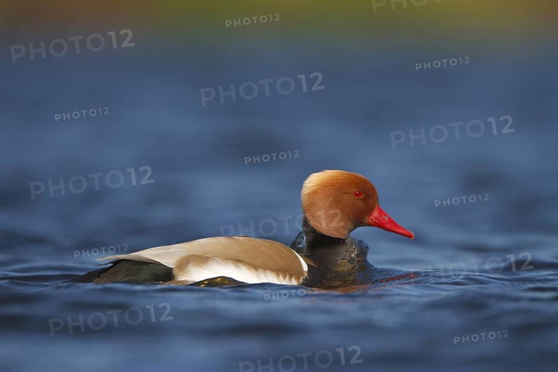 Red-crested Pochard (Netta rufina) male, Utrecht, Netherlands