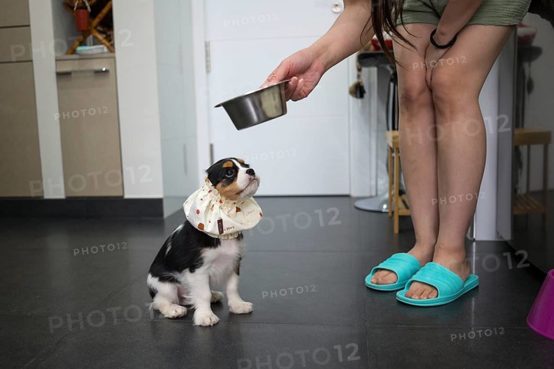 A woman with cute Cavalier King Charles Spaniel puppy on a tiled floor, wearing a charming accessory and looking up eagerly at a woman holding a silver food bowl