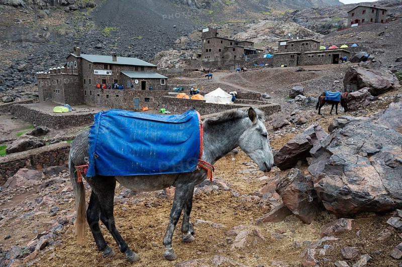 Mules on the trail up the peak Toubkal in Morocco, the highest mountain in North Africa