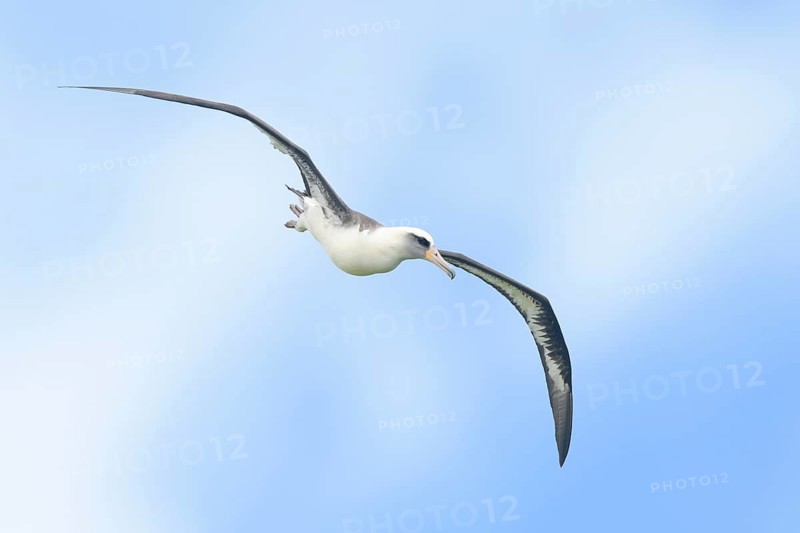 Laysan Albatross (Phoebastria immutabilis) flying, Hawaii, USA