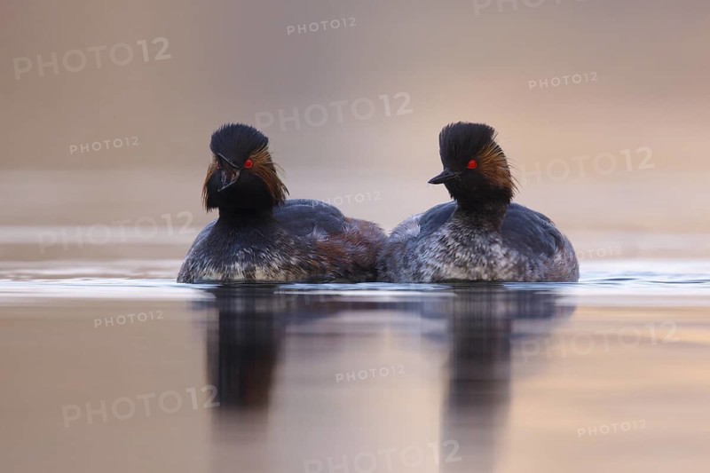 Black-necked Grebe (Podiceps nigricollis), Utrecht, Netherlands