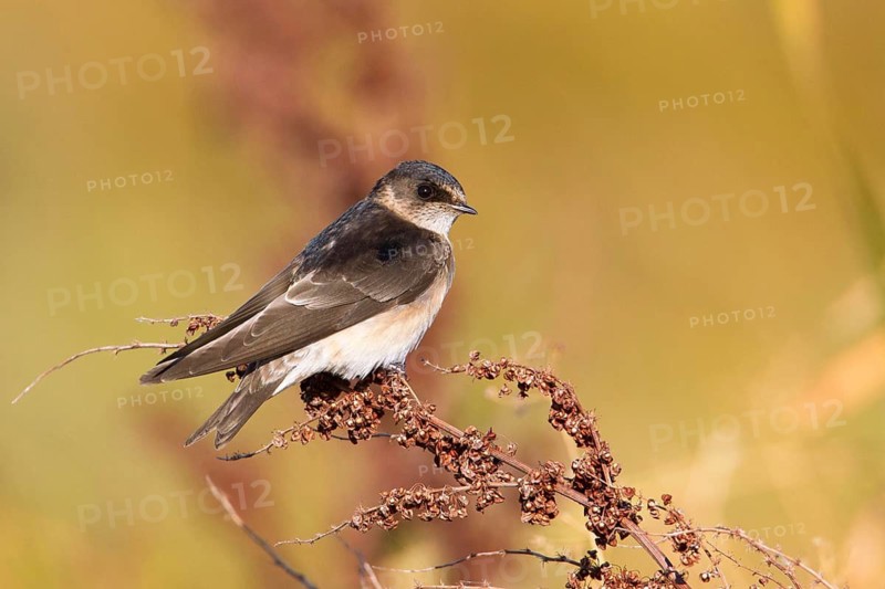 Tree Martin (Petrochelidon nigricans), Victoria, Australia