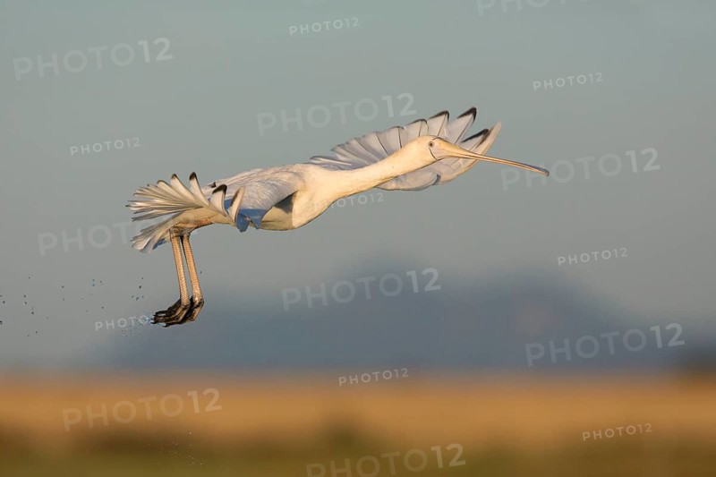 Yellow-billed Spoonbill (Platalea flavipes) flying, Victoria, Australia