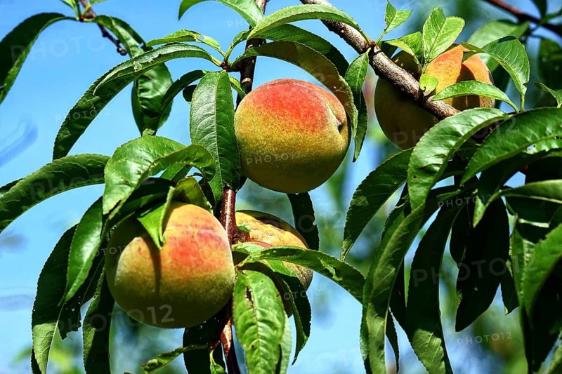Peaches on the tree, fruit, fruit tree, peach tree, fruit tree, food