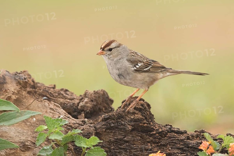 White-crowned Sparrow (Zonotrichia leucophrys) juvenile, Texas, USA