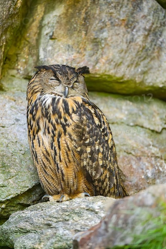 Eurasian eagle-owl (Bubo bubo) sitting on a rock in a stone wall, Bavaria, Germany