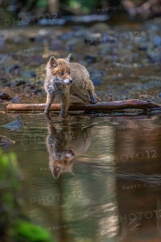 One young red fox, Vulpes vulpes, walking through a shallow forest creek in late light. Searching for food