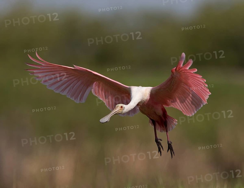 Roseate Spoonbill (Platalea ajaja) flying, Florida, USA