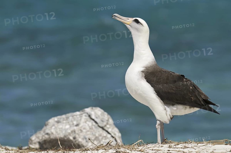 Laysan Albatross (Phoebastria immutabilis), Hawaii, USA