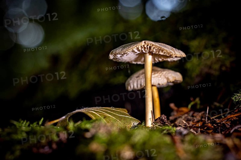 Two mushrooms with umbrella-shaped caps on mossy ground with a blurred background, the umbrella mushroom (Lepiota or Macrolepiota) in the forest near Herleshausen in Germany