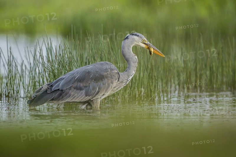 Grey Heron (Ardea cinerea), Schleswig-Holstein, Germany