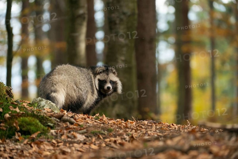 Raccoon dog (Nyctereutes procyonoides) adult in autumn forest, Bavaria, Germany