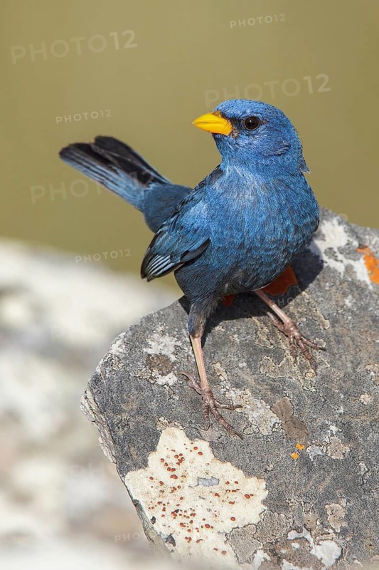 Blue Finch (Porphyrospiza caerulescens) perched on a rock in the Atlantic rainforest of southeast Brazil