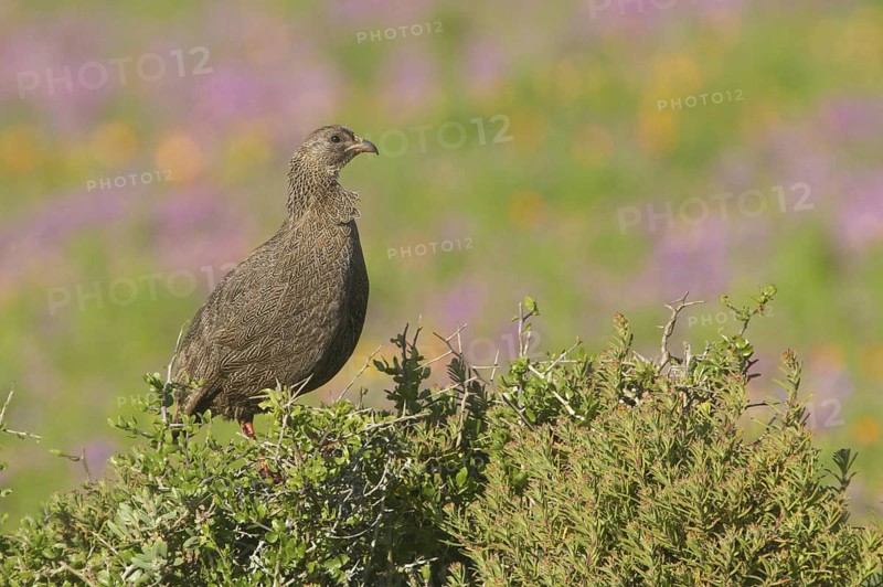 Cape Spurfowl (Pternistis capensis), Western Cape, South Africa