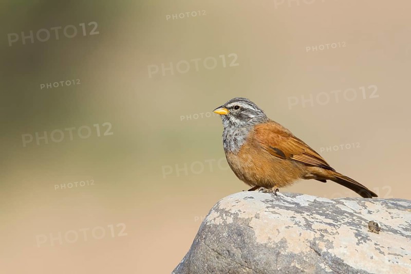 House Bunting - Hausammer - Emberiza sahari, adult male, Morocco