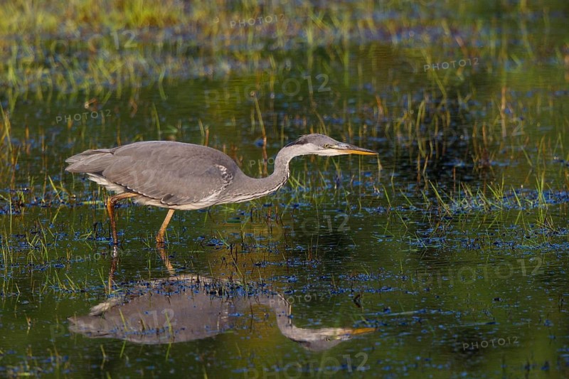 Grey Heron (Ardea cinerea) juvenile foraging, North Rhine-Westphalia, Germany