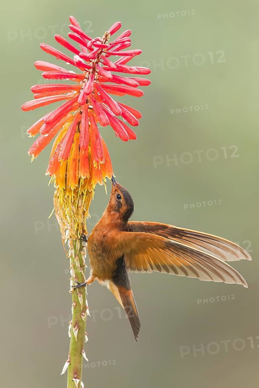 Shining Sunbeam (Aglaeactis cupripennis) perched on a branch in Colombia, South America