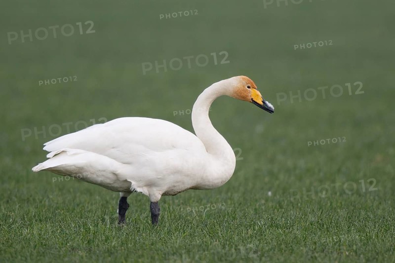 Whooper Swan (Cygnus cygnus) foraging, North Rhine-Westphalia, Germany