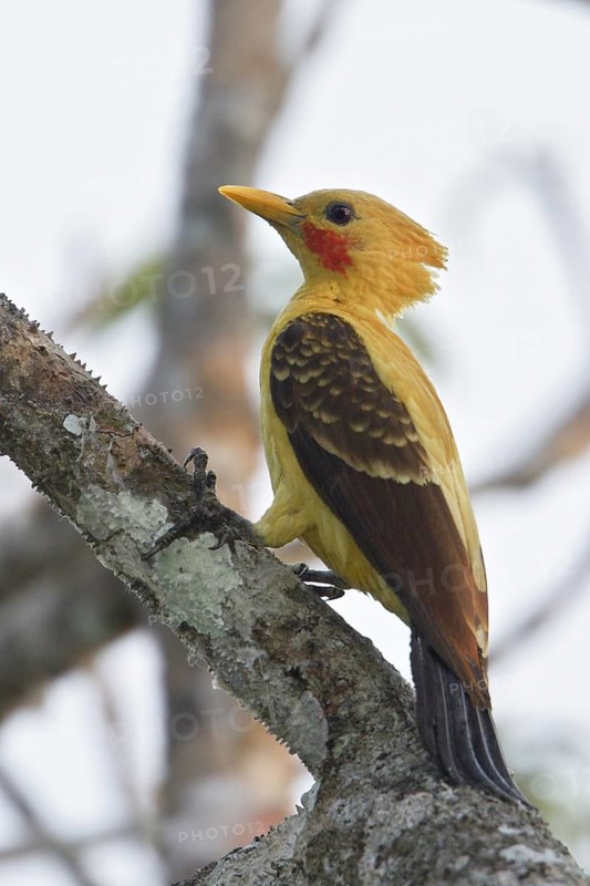 Cream-colored Woodpecker (Celeus flavus) perched on a branch in Ecuador, South America