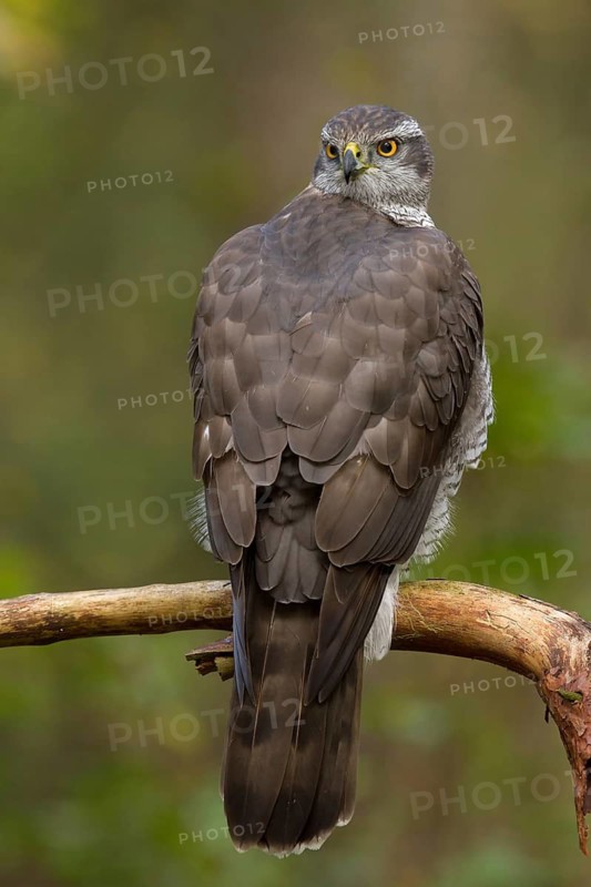 Northern Goshawk (Accipiter gentilis) male, Utrecht, Netherlands