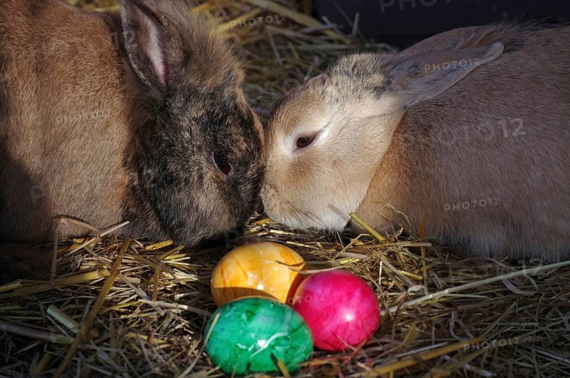 Domestic rabbit (Oryctolagus cuniculus), Easter bunny, colourful Easter eggs, cute