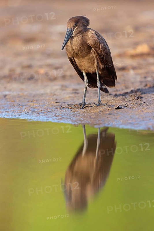 Hammerhead, Hammerhead, Hamerkop, (Scopus umbretta), Ombrette africaine, Avemartillo, Shadebird, Waterbird, Marakissa River Camp / Canoe tri, Marakissa, South Bank, Gambia