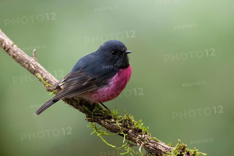 Pink Robin (Petroica rodinogaster) male perched on a mossy branch, Victoria, Australia
