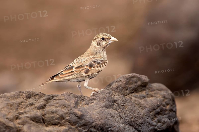Weißwangenlerche (Eremopterix leucotis) female perched on the rock, Aledeghi National Park, Ethiopia